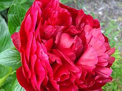 peony14 (10)